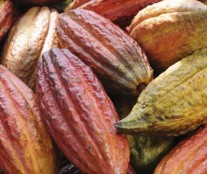 Cacao fruits