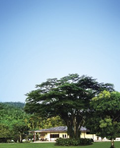 Tree in GranjaLuker 