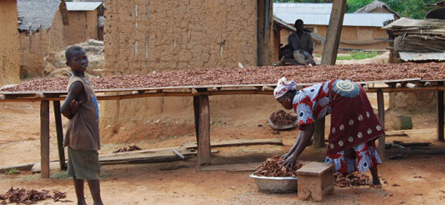 More children in African cocoa production, albeit with greater access to education