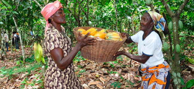 Chocolate and cocoa companies come together to act on climate change