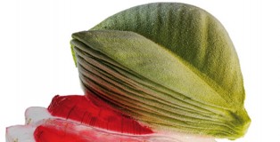 Hibiscus aloe by Migoya