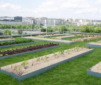 Vegetable garden Le Cordon Bleu Paris