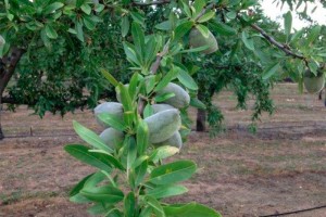 almond-fruit