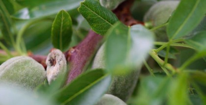 almonds