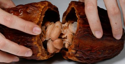 Cocoa fruit