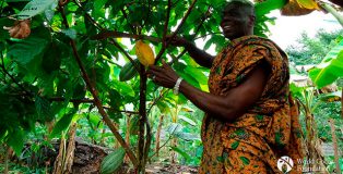 Cocoa Farmers in Ghana