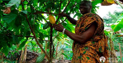 Cocoa Farmers in Ghana