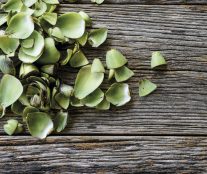 Aritchoke leaves