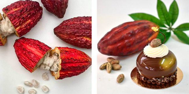 Cocoa fruits