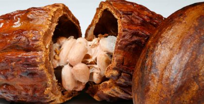 Cocoa fruit