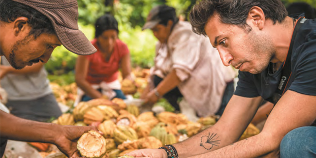 recollecting cacao fruits