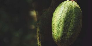 Cocoa fruit