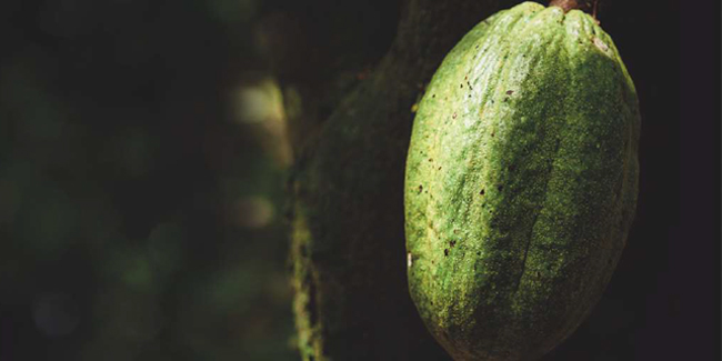 Cacao Barry announces the sustainability of its chocolates