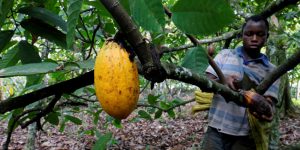 Cocoa plantation