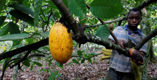Cocoa plantation