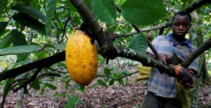Cocoa plantation