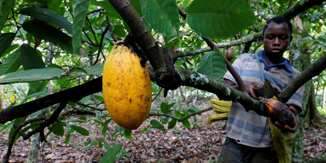 One and a half million children work on African cocoa plantations