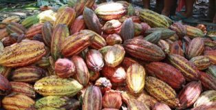 cocoa fruits