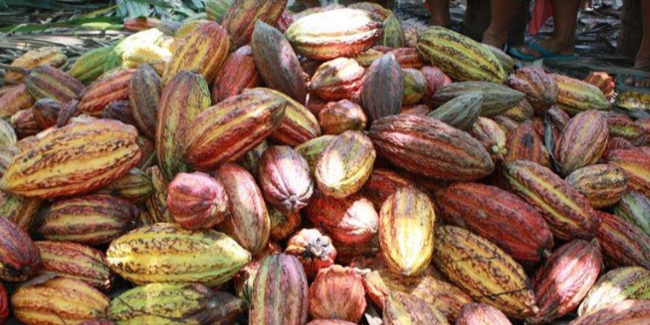 cocoa fruits