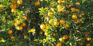 Orange tree