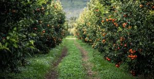 Ponthier Clementine Corse, photo by Sylvie Lezier