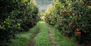 Ponthier Clementine Corse, photo by Sylvie Lezier