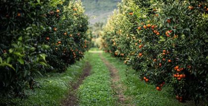 Ponthier Clementine Corse, photo by Sylvie Lezier