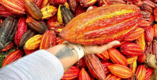 cocoa fruit