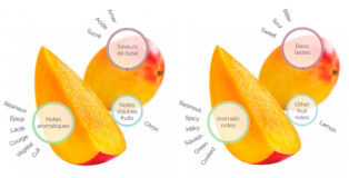 Mango fruitology analysis