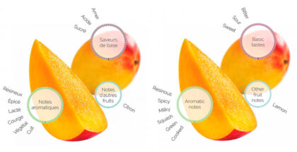 Mango fruitology analysis