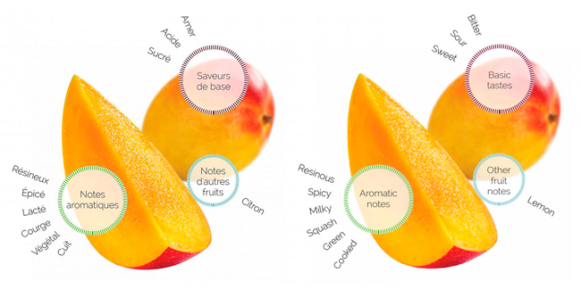 Mango fruitology analysis