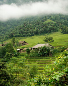 Tea plantation