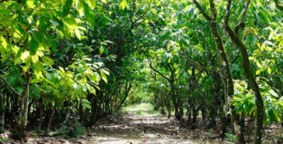 Cocoa trees
