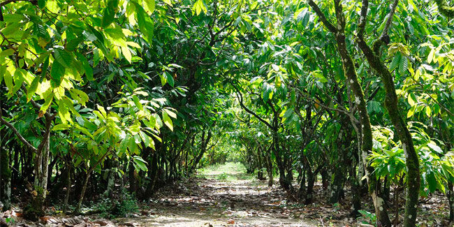 The Cultivate Better Cocoa program improves the quality of Guittard Chocolate