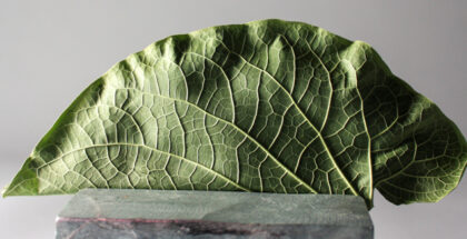 root beer leaf by Francisco Migoya
