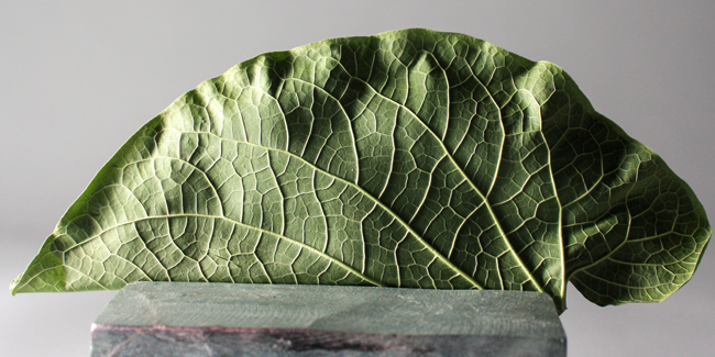 root beer leaf by Francisco Migoya