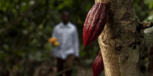 Ghanian cocoa farmer and cocoa bean