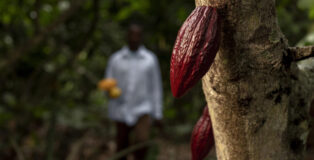 Ghanian cocoa farmer and cocoa bean