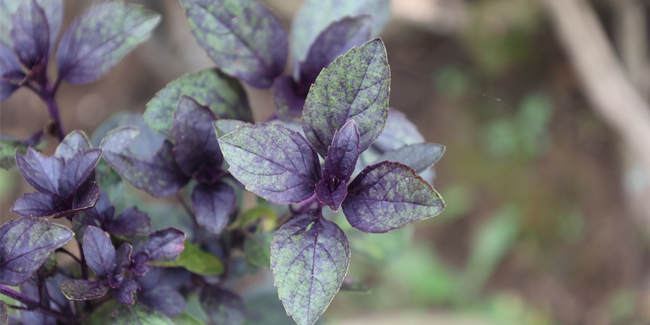 Basil plant