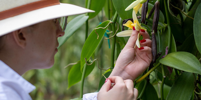 Six surprising ingredients with which Central America calls to the world