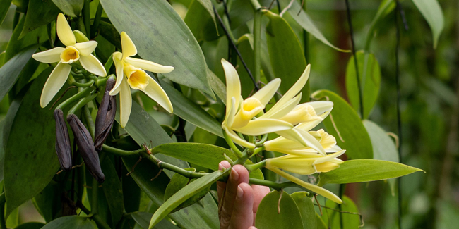 Cribbiana vanilla plant