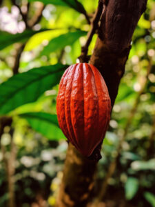 Cocoa fruit