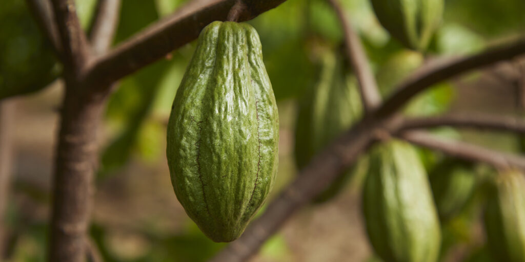 Cocoa tree